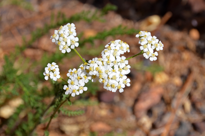 Common Yarrow. In the United States, observed native specimens of A. millefolium are thought to include genetic material from native plants, introduced plants and their hybrids. Achillea millefolium